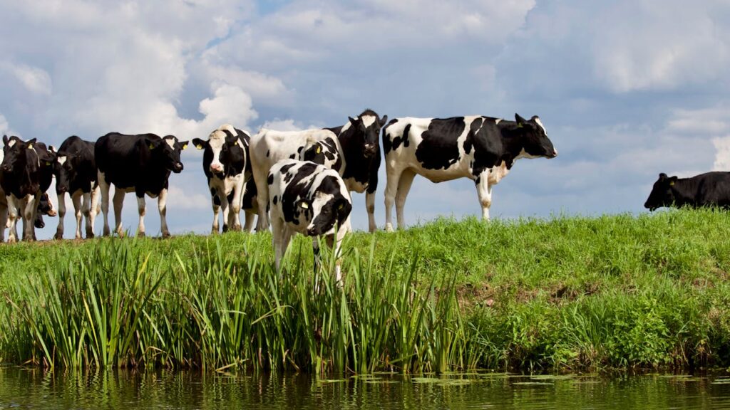 pexels-photo-422202 A herd of Holstein cows grazing by a water body on a sunny day with a clear sky.