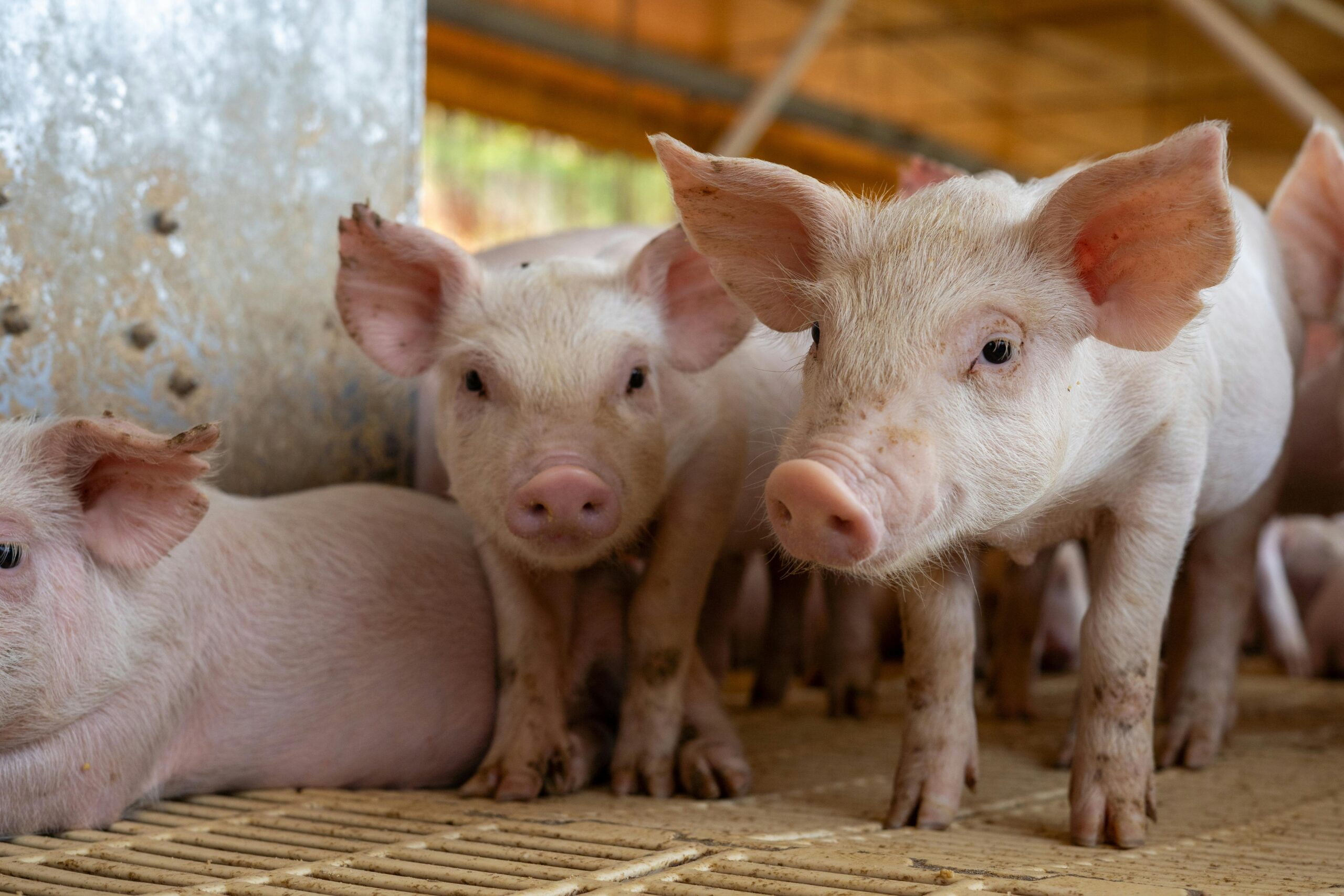Maximizing Productivity Through Hygiene in Zimbabwean Livestock Farming